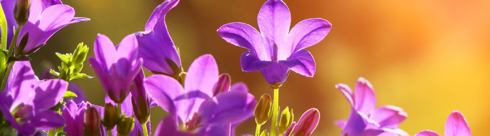 Banner4