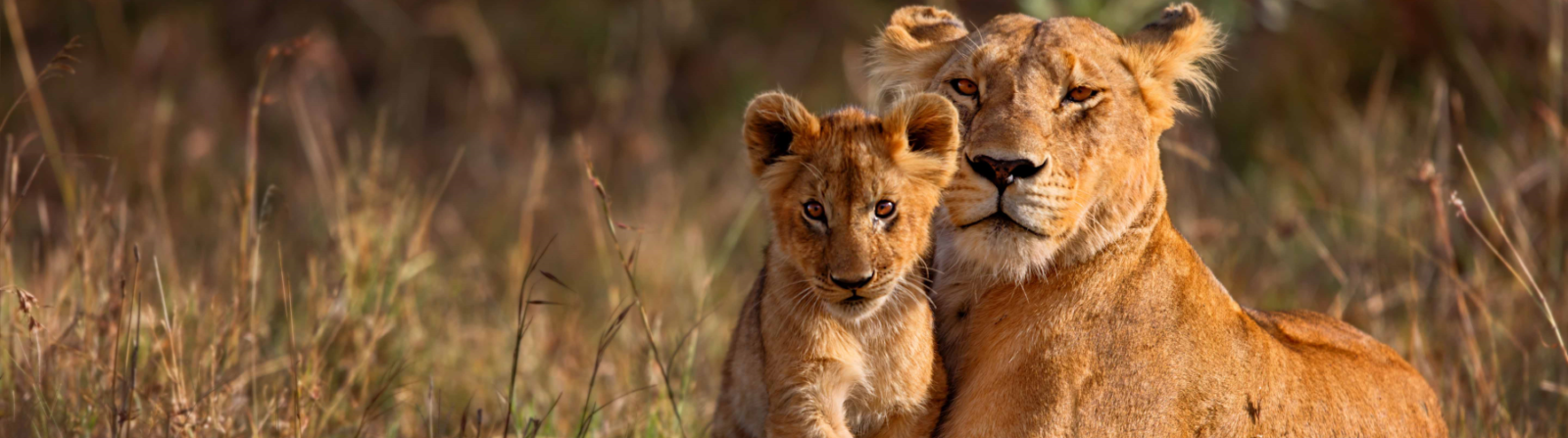 Lions